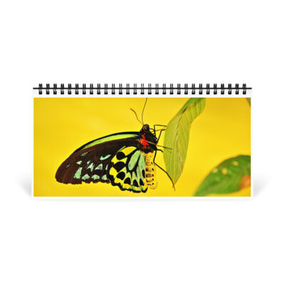Desktop calendar butterfly