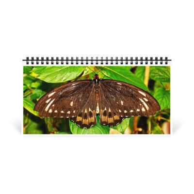 Desktop calendar butterfly