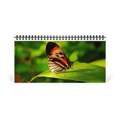 Desktop calendar butterfly