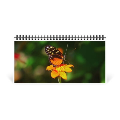 Desktop calendar butterfly