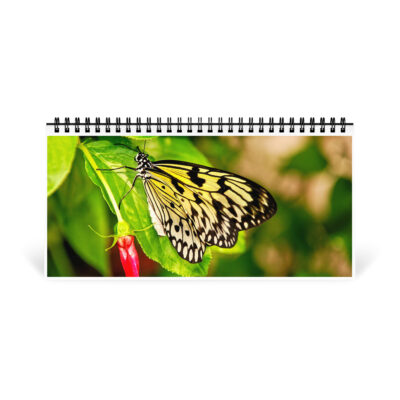 Desktop calendar butterfly