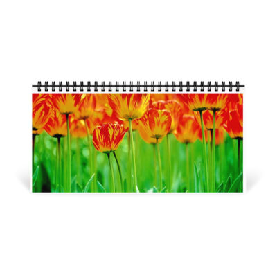Desktop calendar tulips