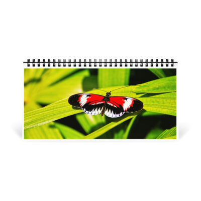 Desktop calendar butterfly
