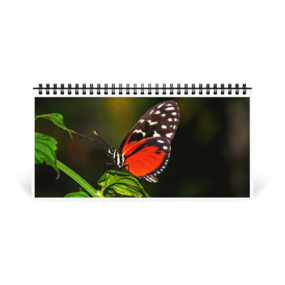 Desktop calendar butterfly