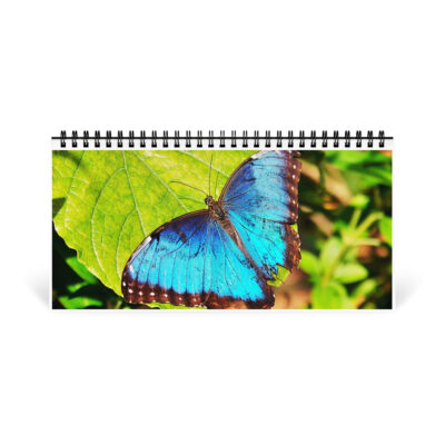 Desktop calendar butterfly