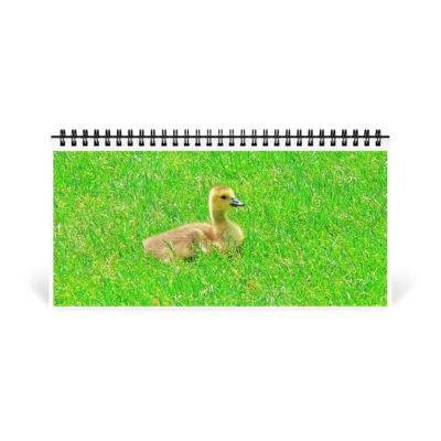 12 desktop-calendar-10x5-front-6914be003f4a3 Desktop calendar birds