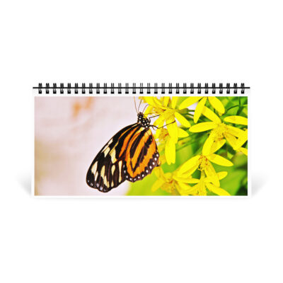 Desktop calendar butterfly