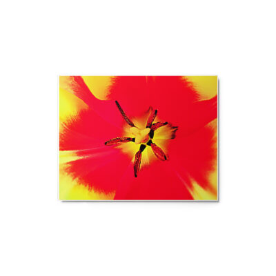 Metal prints abstract flora 0004 11″×14″