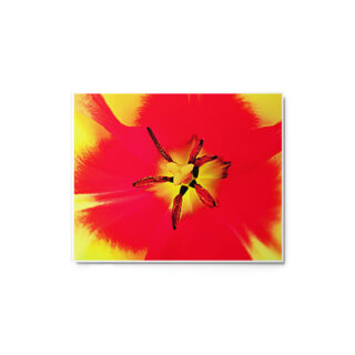 glossy-metal-print-in-white-8x10-front-6916704c8fe22.jpg Metal prints abstract flora 0004 8″×10″