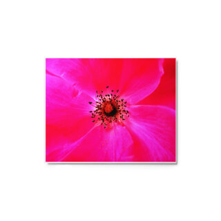 glossy-metal-print-in-white-8x10-front-691675ab520ac.jpg Metal prints abstract flora 0001 8″×10″