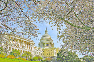 USA Washington DC Us Capital Fall Foliage 0001