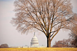 USA Washington DC Us Capital Fall Foliage 0003