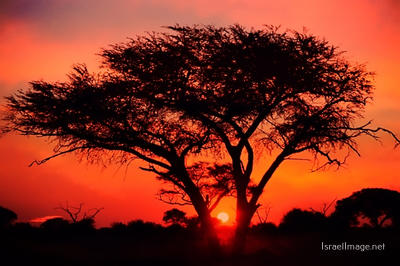 afrika sunset Afrika Sunset 0005