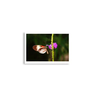 enhanced-matte-paper-poster-cm-a2-42x59.4-cm-front-68dafbe221b3d.jpg Poster print butterfly 0008 A2 (42×59.4 cm)
