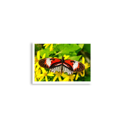 enhanced-matte-paper-poster-cm-a2-42x59.4-cm-front-68dafbe279f4f.jpg Poster print butterfly 0010 A2 (42×59.4 cm)