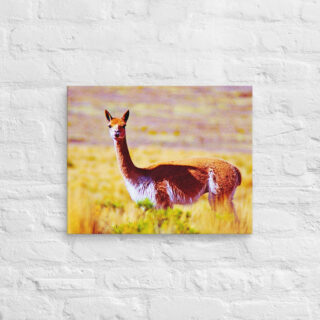 canvas-in-16x20-front-68ed64fa9330b.jpg Canvas Vicuna 0002 16″×20″