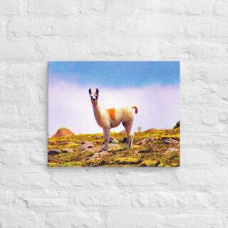canvas-in-16x20-front-68ed69eb45039.jpg Canvas llama 0001 16″×20″