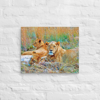 canvas-in-16x20-front-68ed7abb48029.jpg Canvas lion 0005 16″×20″