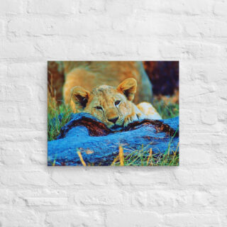 canvas-in-16x20-front-68ed7f0916ed9.jpg Canvas lion 0002 16″×20″