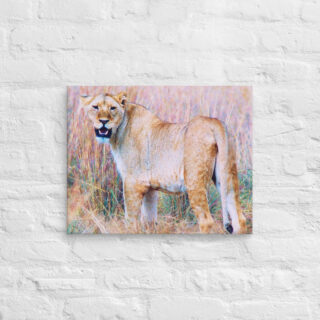 canvas-in-16x20-front-68ed823c552d6.jpg Canvas lion 0001 16″×20″