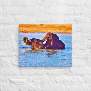 canvas-in-16x20-front-68ed86cd653a3.jpg Canvas elephant 0005 16″×20″