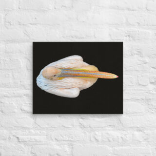 canvas-in-16x20-front-68ffd83522da8.jpg Canvas birds of the world pelican 0001 16″×20″