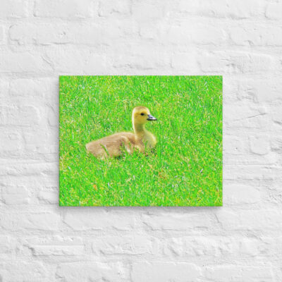 Canvas birds of the world Canada Goose 0001 16″×20″