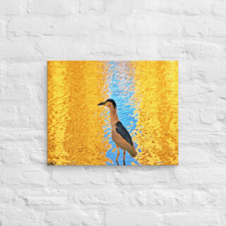 canvas-in-16x20-front-690192433064a.jpg Canvas birds of the world crowned Night-Heron 0001 16″×20″