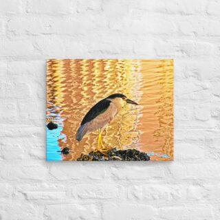 canvas-in-16x20-front-690192a81b7da.jpg Canvas birds of the world crowned Night-Heron 0002 16″×20″