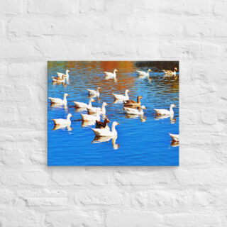 canvas-in-16x20-front-690193ae8add3.jpg Canvas birds of the world ducks 0001 16″×20″