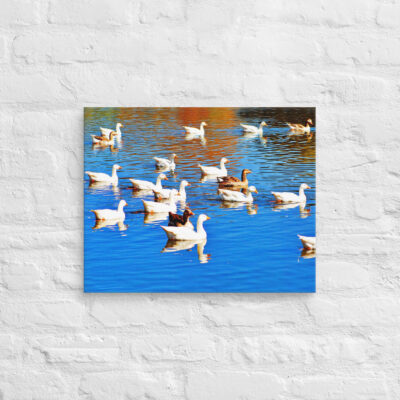 Canvas birds of the world ducks 0001 16″×20″