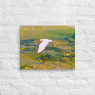 canvas-in-16x20-front-690194a34ae26.jpg Canvas birds of the world Egret 0001 16″×20″