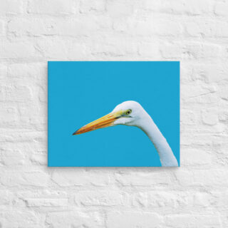 canvas-in-16x20-front-690195a3f3e22.jpg Canvas birds of the world Egret 0004 16″×20″