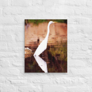 canvas-in-16x20-front-69019605af730.jpg Canvas birds of the world Egret 0005 16″×20″