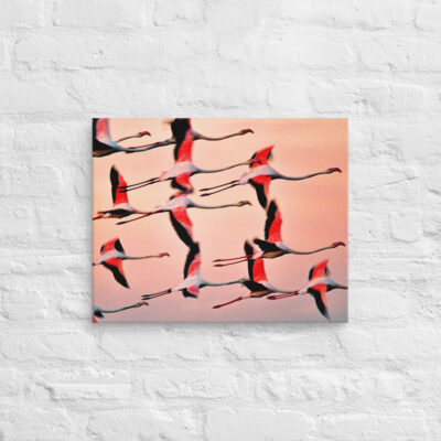 canvas-in-16x20-front-690197fda43aa.jpg Canvas birds of the world Flamingo 0001 16″×20″