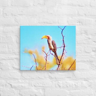 canvas-in-16x20-front-690198ddc656e.jpg Canvas birds of the world Yellow billed Hornbill 0001 16″×20″