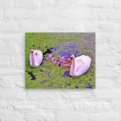Canvas birds of the world Swans 0001 16″×20″