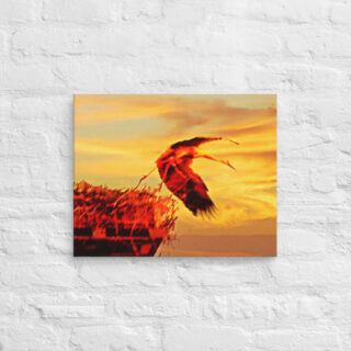 canvas-in-16x20-front-69019acc5f56b.jpg Canvas birds of the world Stork 0001 16″×20″