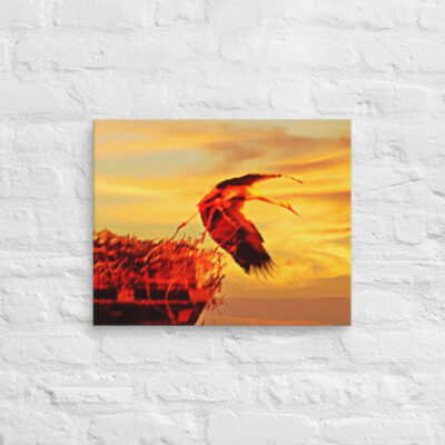 Canvas birds of the world Stork 0001 16″×20″