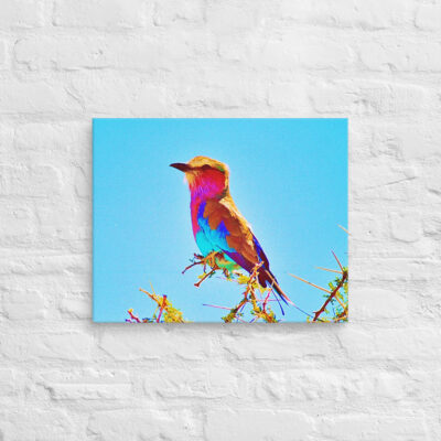 canvas-in-16x20-front-69019d15d2421.jpg Canvas birds of the world Roller 0001 16″×20″