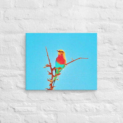 canvas-in-16x20-front-69019d62a33ee.jpg Canvas birds of the world Roller 0002 16″×20″