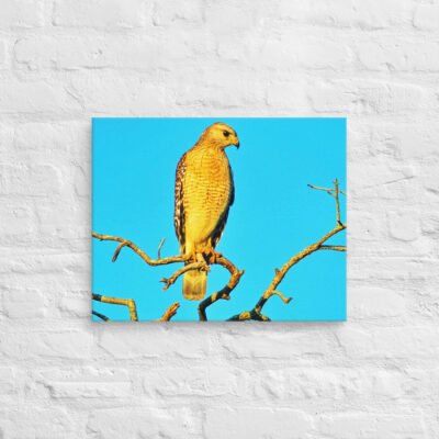 canvas-in-16x20-front-6901a12c4c94f.jpg Canvas birds of the world hawk 0001 16″×20″