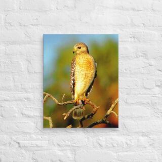 canvas-in-16x20-front-6901a17aebc9b.jpg Canvas birds of the world hawk 0002 16″×20″