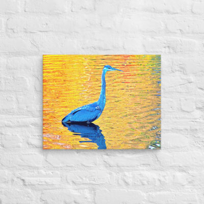 canvas-in-16x20-front-6901a2c4b8099.jpg Canvas birds of the world Great Blue Heron 0001 16″×20″
