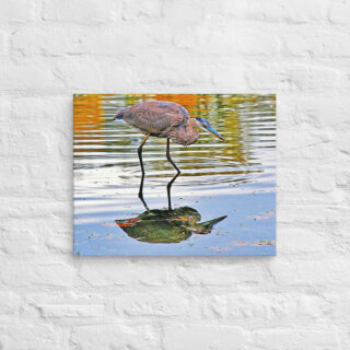 canvas-in-16x20-front-6901a311a31c4.jpg Canvas birds of the world Great Blue Heron 0002 16″×20″