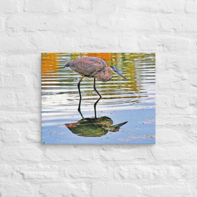 canvas-in-16x20-front-6901a311a31c4.jpg Canvas birds of the world Great Blue Heron 0002 16″×20″