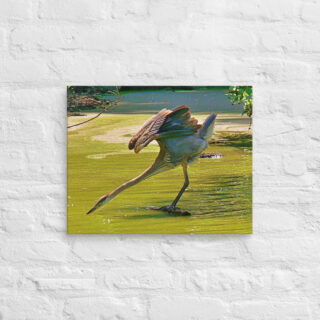 canvas-in-16x20-front-6901a35f0c9da.jpg Canvas birds of the world Great Blue Heron 0003 16″×20″