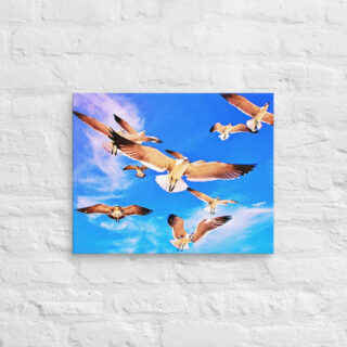 canvas-in-16x20-front-6901a574e8f90.jpg Canvas birds of the world Sea Gull 0001 16″×20″
