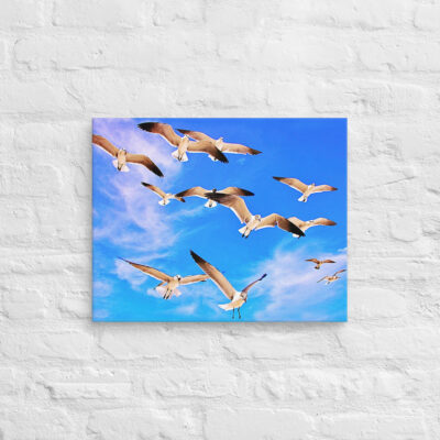 canvas-in-16x20-front-6901a64447114.jpg Canvas birds of the world Sea Gull 0002 16″×20″