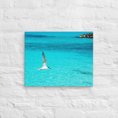 canvas-in-16x20-front-6901a70deb108.jpg Canvas birds of the world Sea Gull 0003 16″×20″